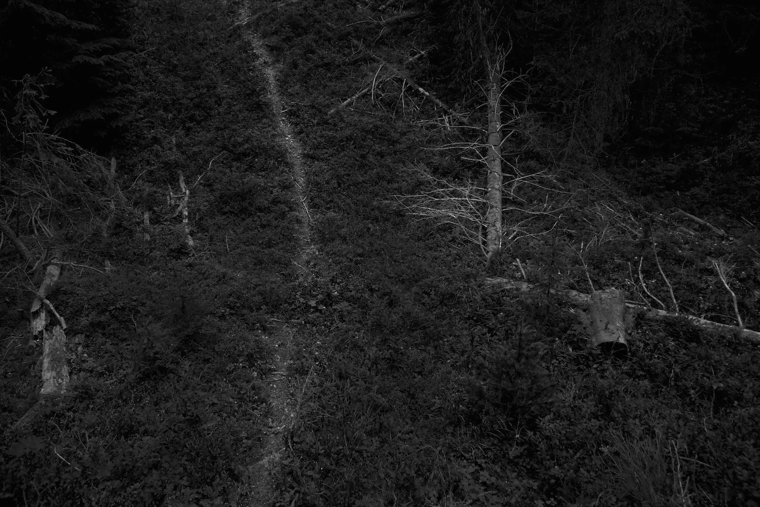 THE FOREST — KEN ROSENTHAL